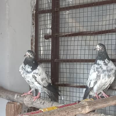 Best quality  high fly phatta