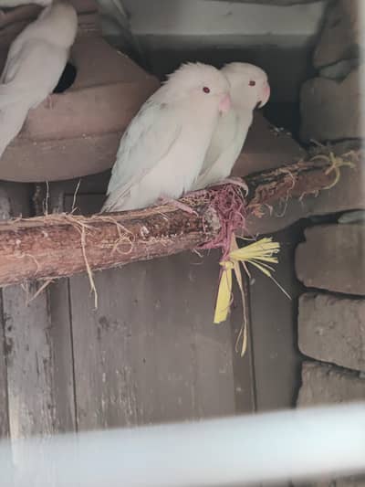 white fisher lovebirds pair