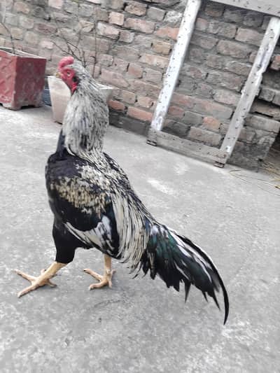 High quality aseel amroha jawa 0size patha 03125493963 WhatsApp