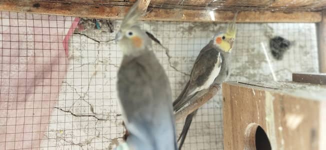 Cocktail Pair For Sale.