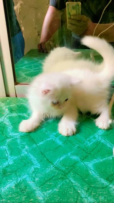 Triple coat kitten strong bleed line playing and fluffy