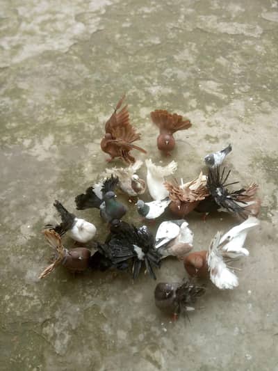 Bredar pair for sale