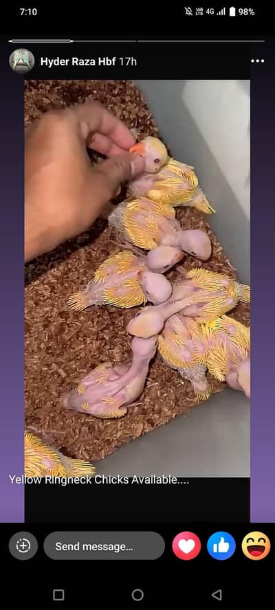 yellow white ringneck chicks