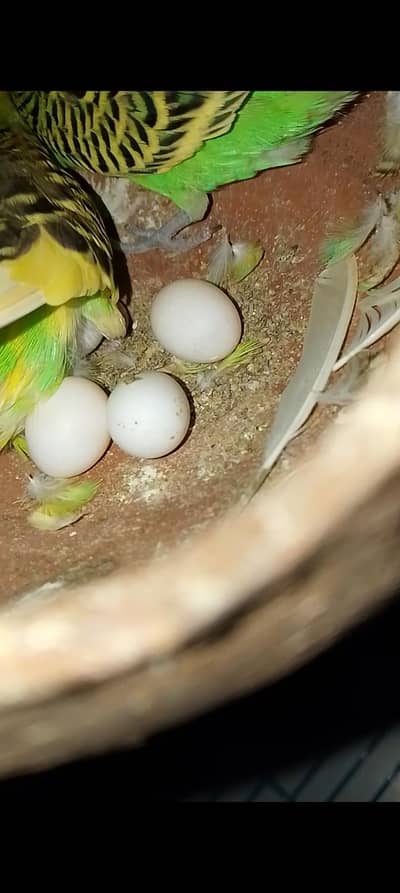 cocktail and budgies breeding pair urgent sale