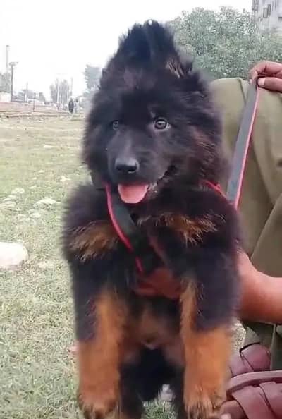 German shepherd dog for sale my WhatsApp number 03457084434
