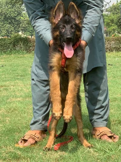 German shepherd pipes for sale 03478614132 call whatsap