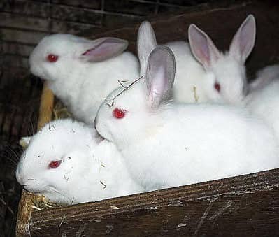 rabbit for sale in attock