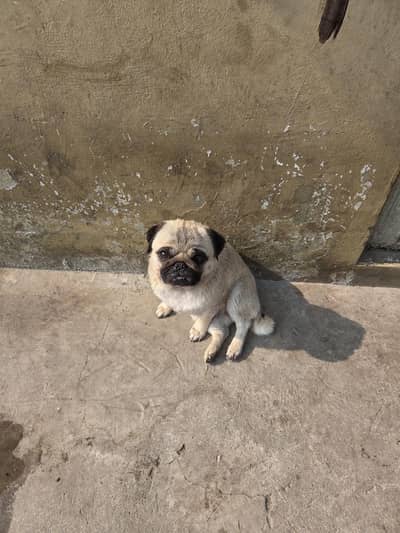 breeder female for sale