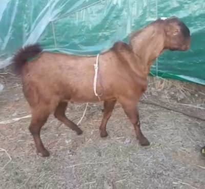 Desi Bakray and Dumbay For sale