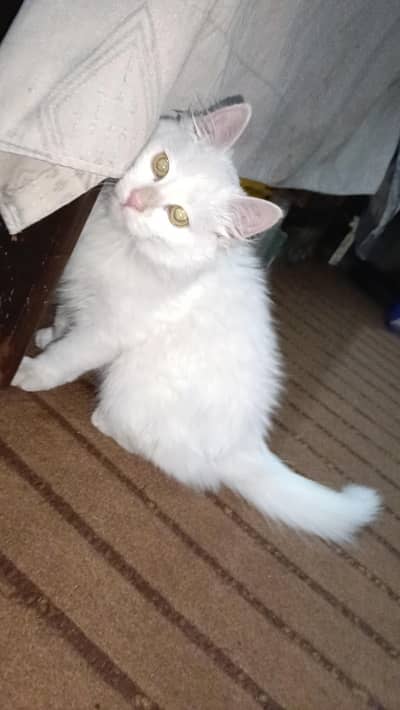 Doll face Persian male kitten