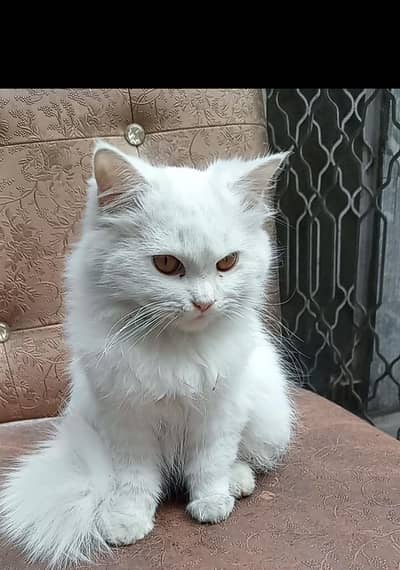 6 month female and 9 month male kitten