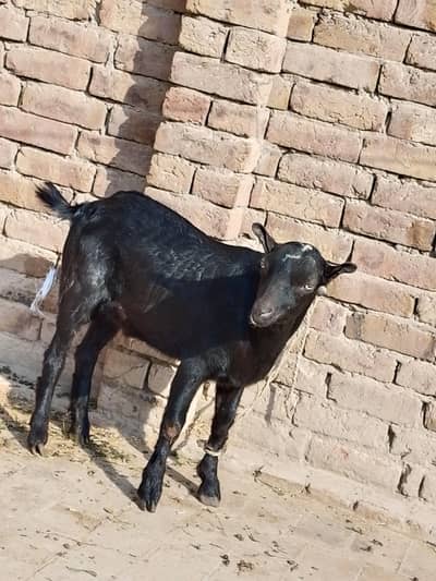 Bakra