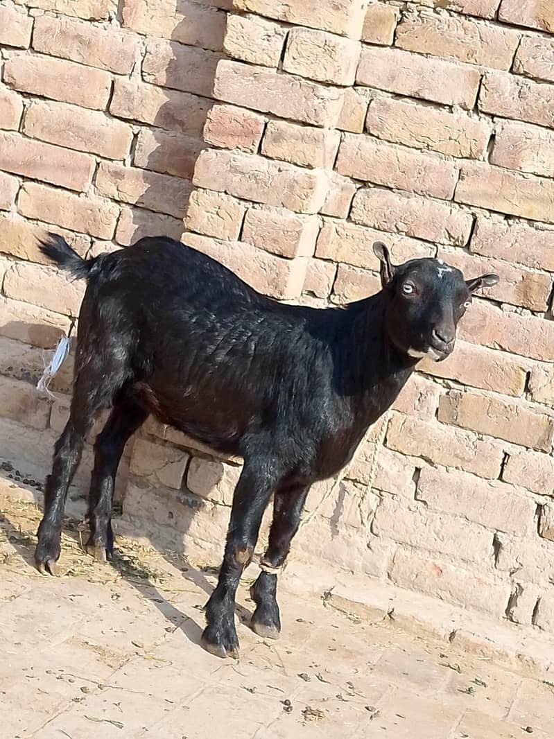 Bakra 1