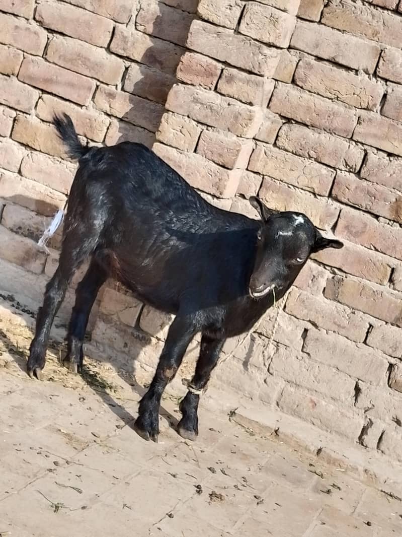 Bakra 2