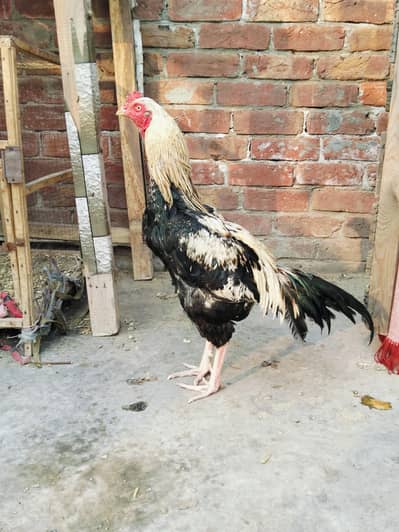 high quality Aseel murga  for the sale