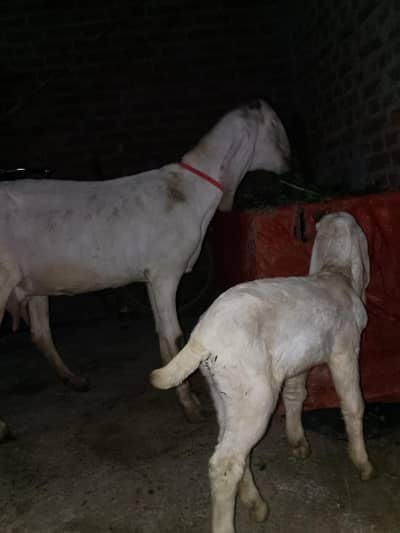 goat for sale male bacha ha 6 dant  dusra Vara 03016121439