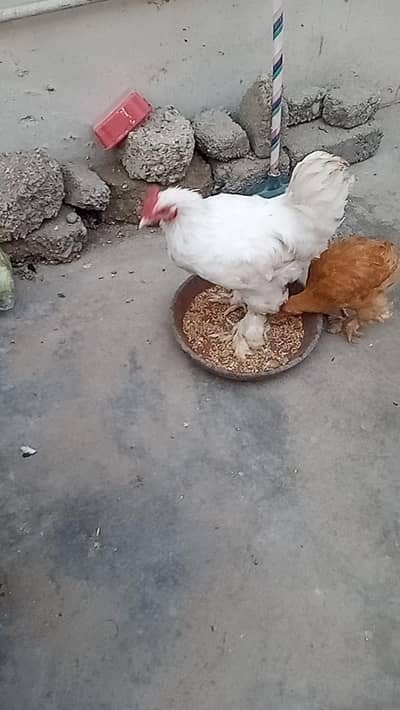 white and golden buff