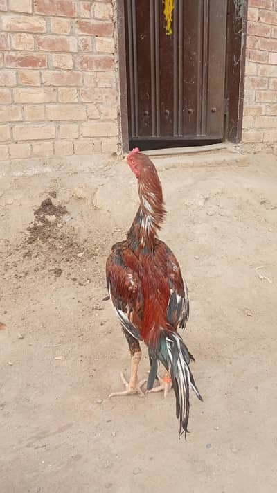 laka 15k  jawa 10k lana wala Bai sarif call pa rabta Kara 03045886359