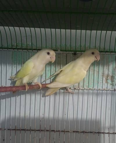 creemino opline & lotino opline red hood ready to 2nd breed availablem