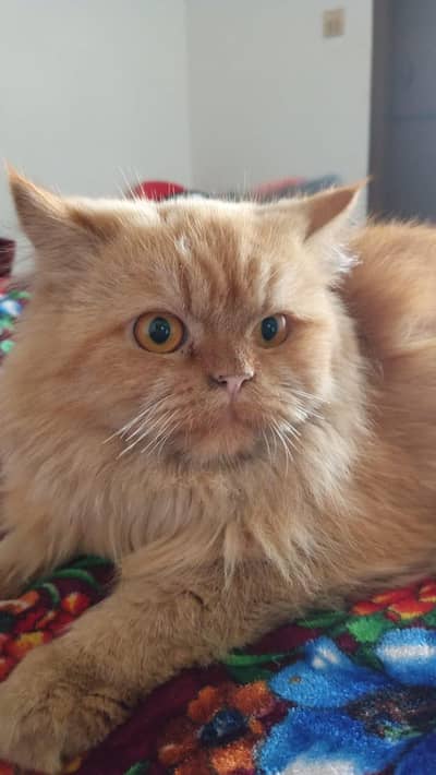 Persian cat for sale semi panch face