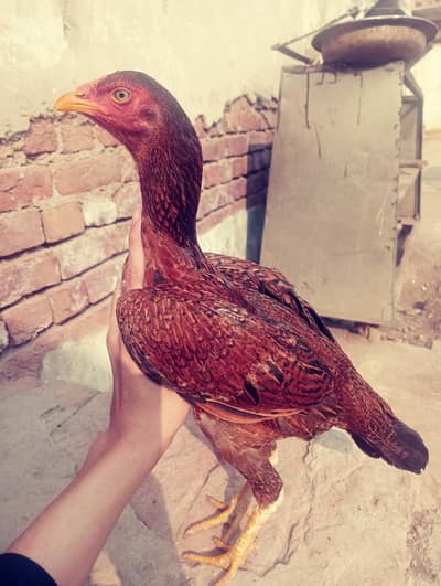 high quality aseel  breed pathi