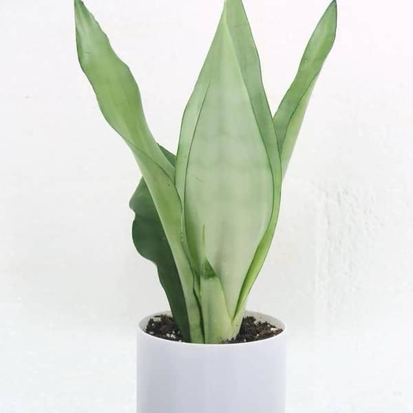 Live snake plant silver