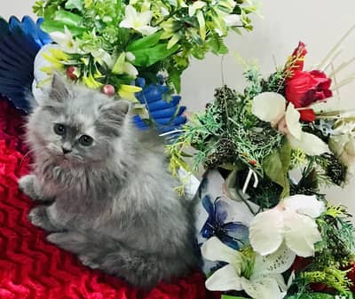 Persian kittens
