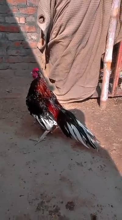 Aseel birds for sale