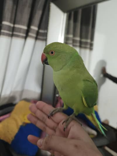 female parrot