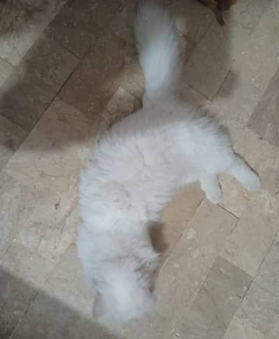 punch face Persian cat female 1 year
