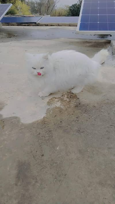 triple coat male Cat for Sale, white color and blue eyes