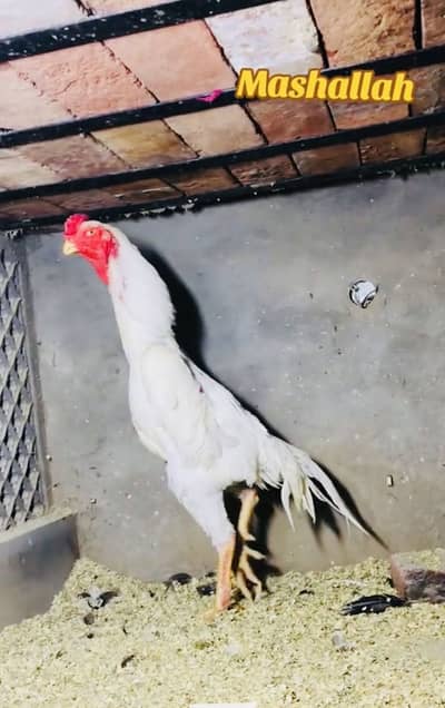 White Shamo chick | Black shamo Female | german shamo