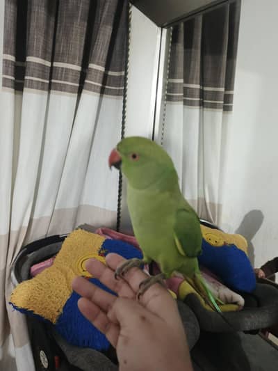 female parrot talking