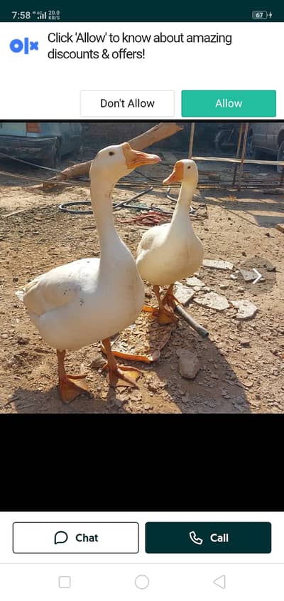 Big duck pair for sale