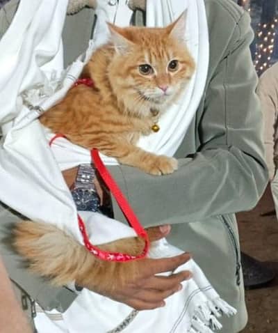 Male Orange Persian Cat