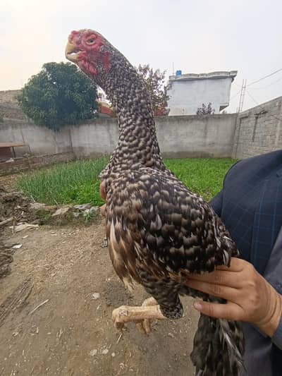 Top Quality Parrot beak female