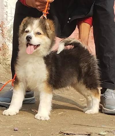 pure Afghan kuchy kaddy breed male 3 month sequrty dogs for sale