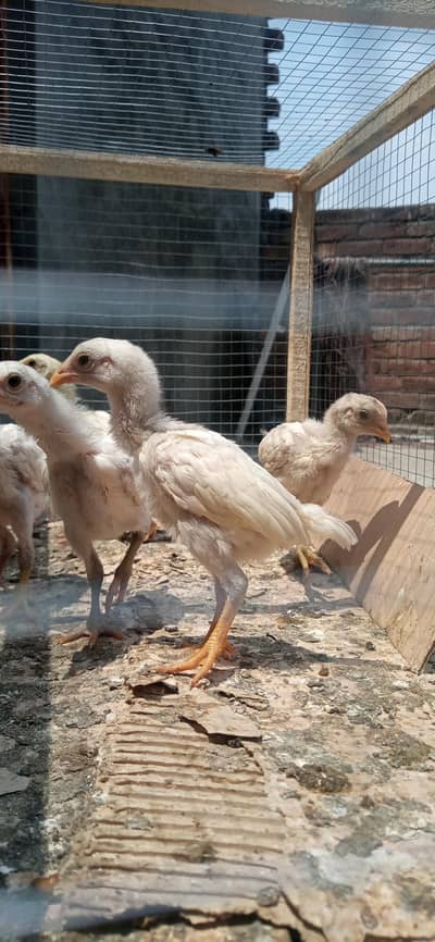 white heera chicks for sale
