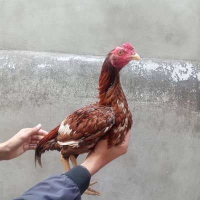 Pela and lasni mushky Aseel home breed  high quality