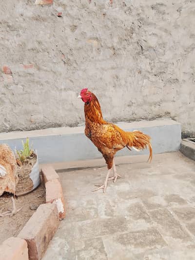 Pakistani Aseel Patha for sale | Aseel Murga for Sale| Aseel Murgi