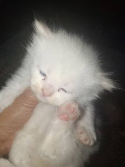 long cot ka bachy Sami panch ma