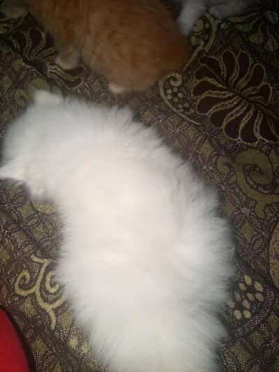 long cot ka bachy Sami panch ma