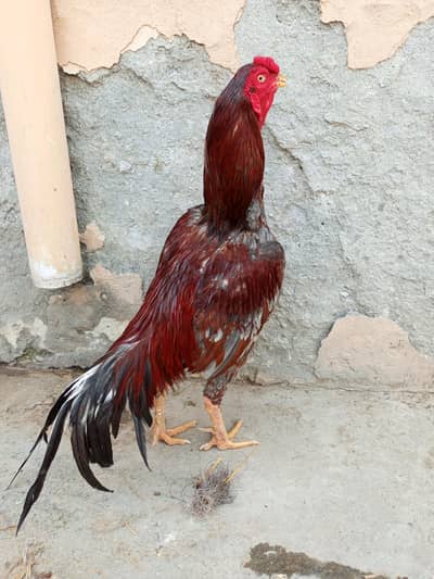 aseel murga or aseel Madi for sale0 lcation WAH CANTT barrier 3 cargo