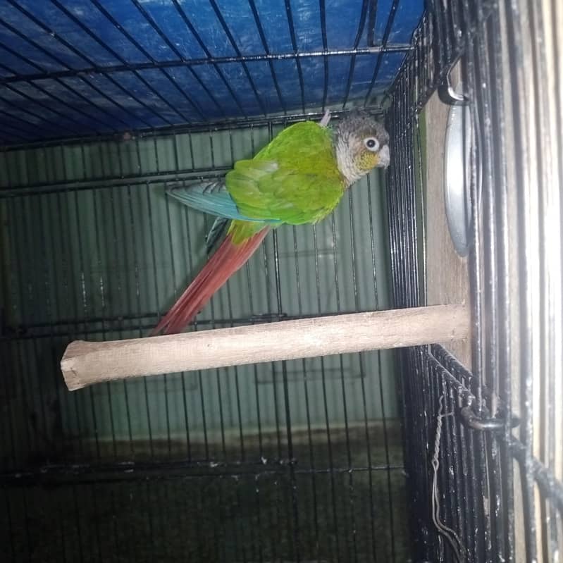 green chick pineapple red factor 0