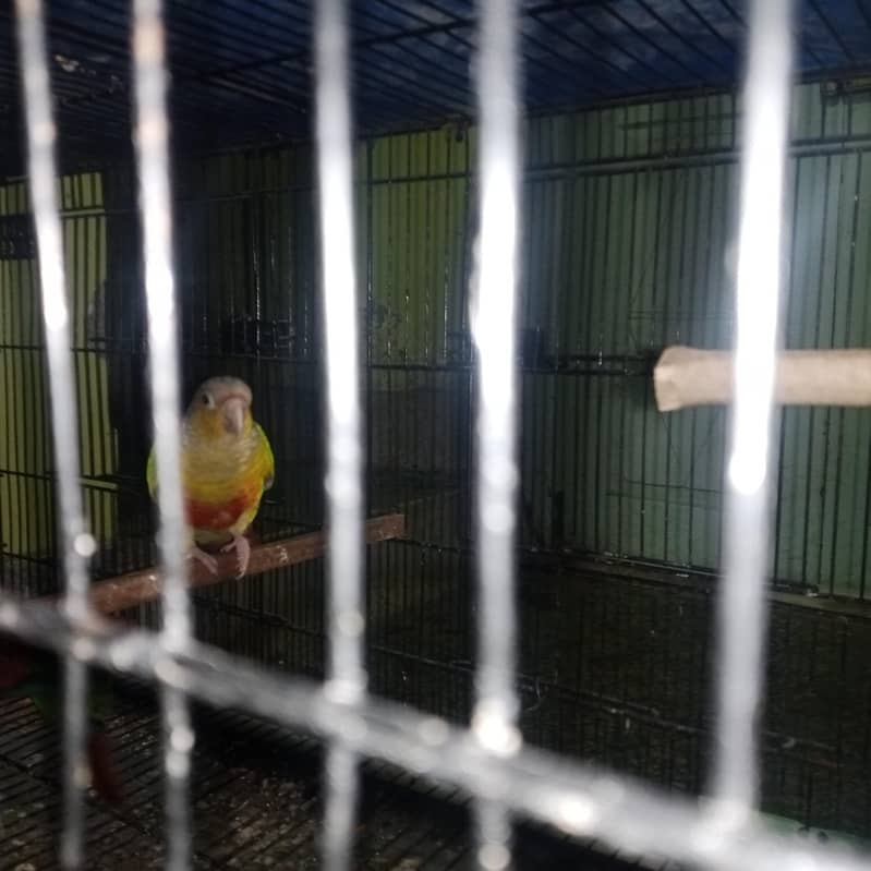 green chick pineapple red factor 1