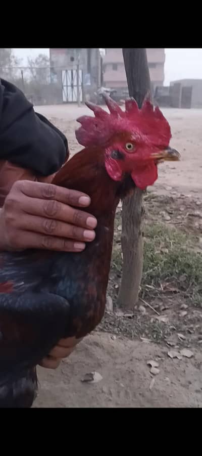 Bhtt acha bengum h  patha h abhi Saal ka