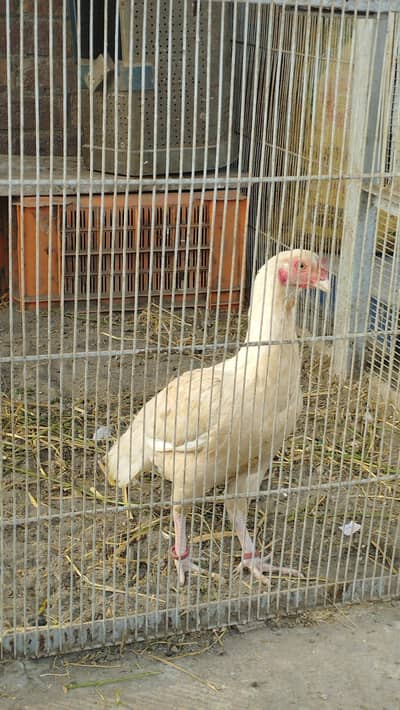 assel hen for sale