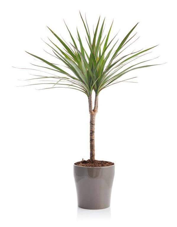 Dracaena marginata | dracaena black live plant | Real plants | indoor plant | plant PARLOUR