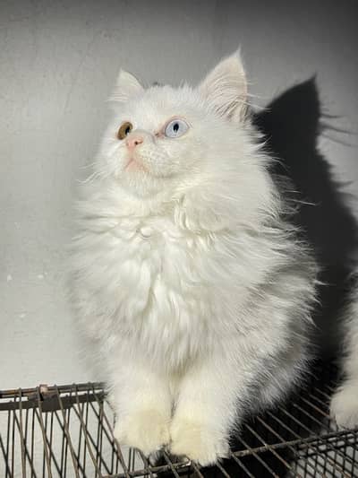 triple coat persion cats for urgent sell