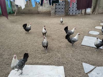 Pure Misri Hens for Sale